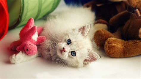 Cute Pets Wallpapers Top Free Cute Pets Backgrounds Wallpaperaccess