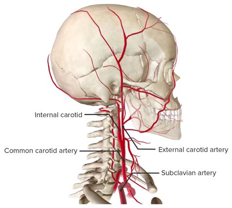 Internal Carotid Artery