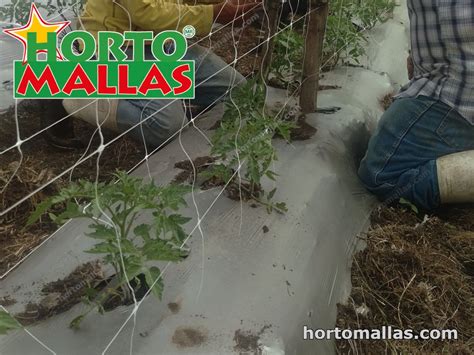 Trellising Tomatoes 2 1 Hortomallas™ Supporting Your Crops®