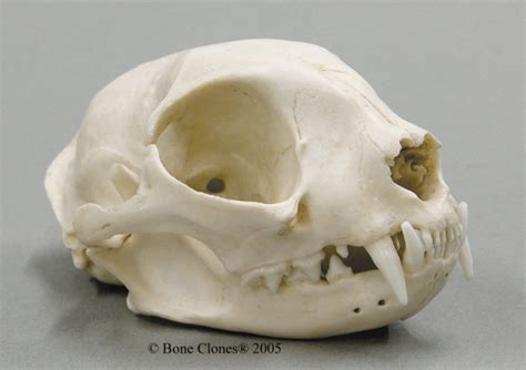 The skull is a bony structure that supports the face and forms a protective cavity for the brain. Common House Cat Skull - rescuecritters.com