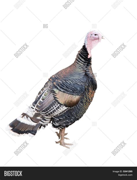 Turkey Cock Isolated Image And Photo Free Trial Bigstock