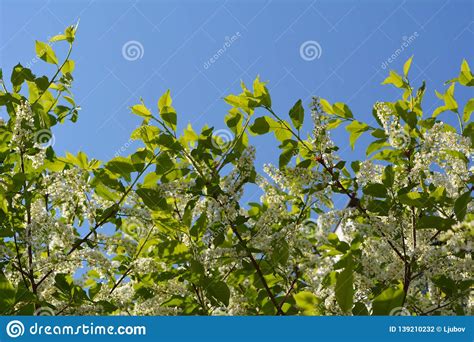 Branches With Beautiful White Flowers And Green Leaves Of