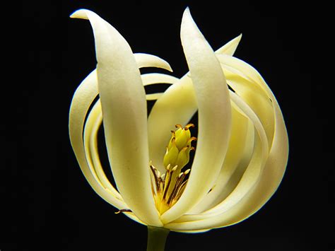 Free Images Blossom White Flower Petal Bloom Botany Yellow