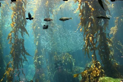 7 Must Know Benefits Of Seaweed Kelp