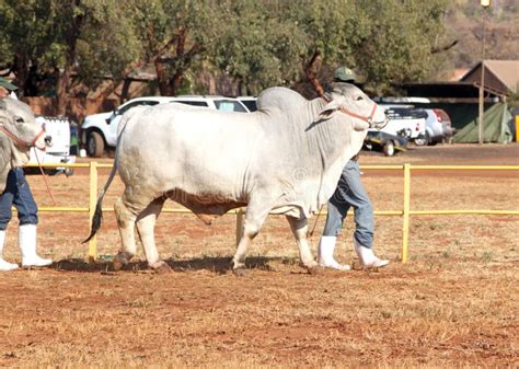White Brahman Bull Lead By Handler Photo Editorial Photography Image