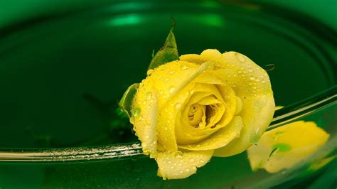 🥇 Flowers Water Drops Yellow Rose Wallpaper 52484