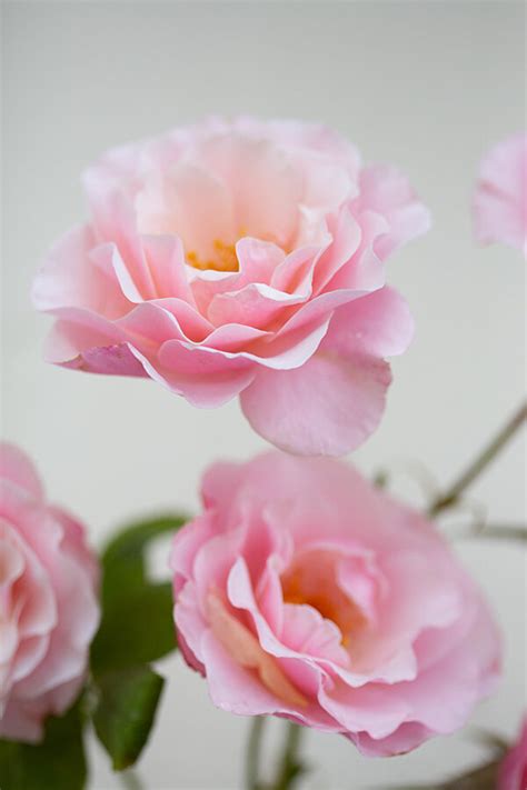 Apricot And Light Peach Roses — Rose Story Farm