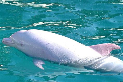 Albino Dolphin Bottlenose Dolphin White Dolphin Dolphin Art Whale