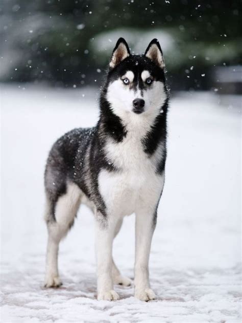 10 Fascinating Facts About Siberian Huskies You Need To Know Dogbreedo