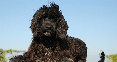 Portuguese Water Dog Everything You Need To Know About