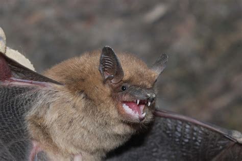 Rabies is a real and rising threat to people and pets