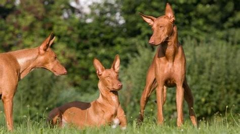 Dihargai Tinggi, 10 Anjing Istimewa dengan Harga Termahal | Dailysia