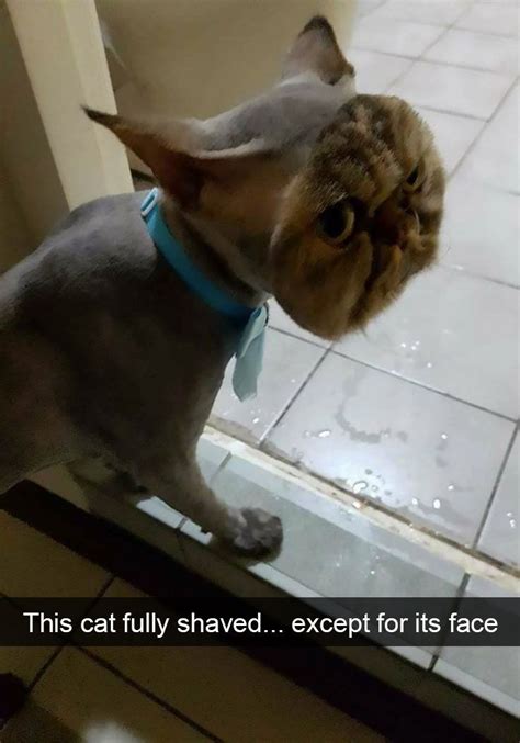 Hilarious Cat Snapchats With Images Funny Animals