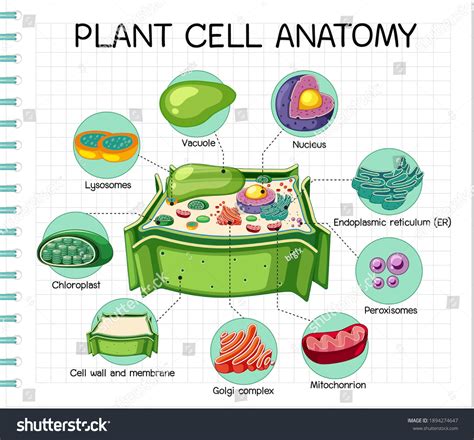 Premium Vector Anatomy Of Plant Cell Biology Diagram