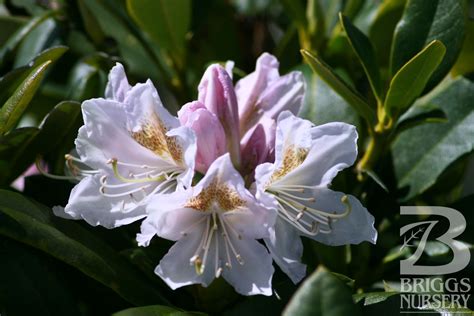 Rhododendron ‘cunninghams White Briggs Nursery