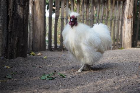 Silkie Chicken Breed Profile And Complete Care Guide 2024