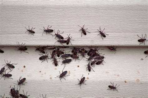 We provide monthly, quarterly, and annual services to fit your schedule. Pest Control Jupiter | Rodent Control Florida ...