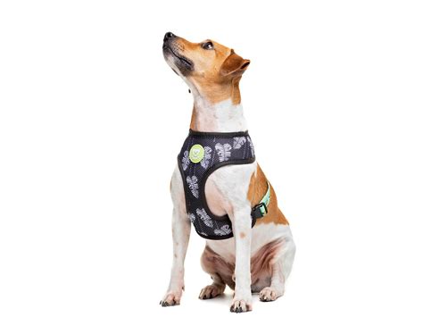 Ordenar por arnés reversible birds para perro dukier. DUKIER ARNES REVERSIBLE BANANA - Astur Huellas | Queremos ...