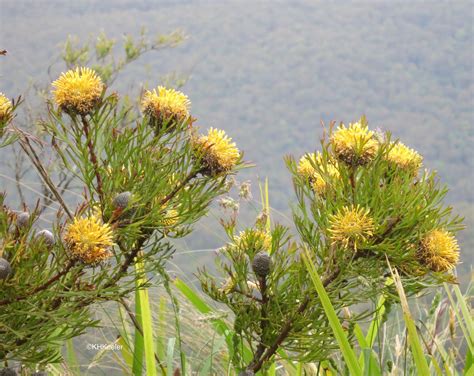 A Wandering Botanist Visiting Australia A Few Blue Mountain Flowers