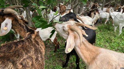 Video Where Goats Do The Work Of Weed Control New Vision Official