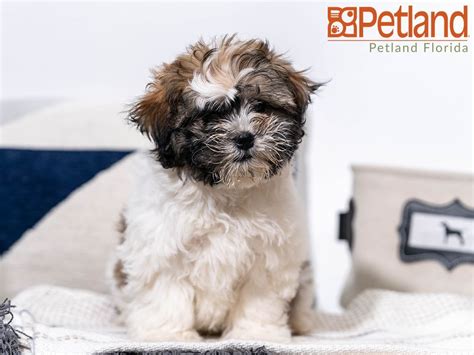 Stop by petland to find your dream puppy today! Petland Florida has Teddy Bear puppies for sale! Check out ...