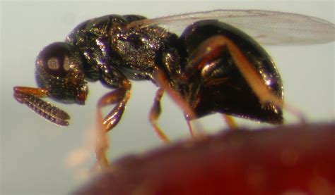 Jewel Wasp Nasonia Vitripennis 파리금종벌 Display Full Image