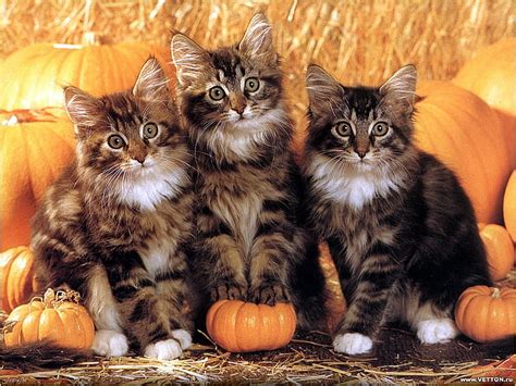 Hd Wallpaper Animal Autumn Pumpkin Cats Animals Cats Hd Art Halloween