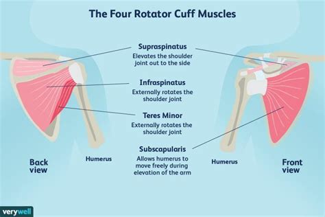 Shoulder Impingement Vs Rotator Cuff Tear