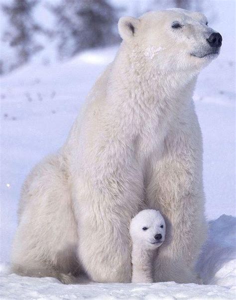 Polar Bear Mommy And Baby Cute Animals Pinterest