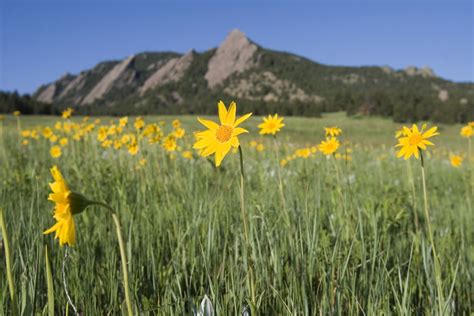 Pope's grow contains about 70 manager salena salazar explains the selection of flowers and waxes available at ama are the same for both medical and recreational customers. Wildflowers growing near Boulder's iconic Flatirons ...