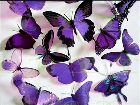 News Butterfly Purple Butterfly Wallpaper