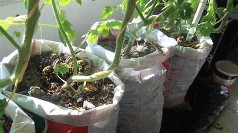 Update 2 Make Free Diy Self Watering Grow Bag For Vegetable Gardening