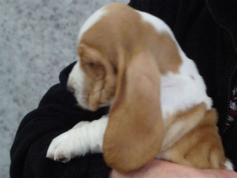 These basset hounds are available for adoption close to coral springs, florida. Topsfield Basset Hounds - Puppies For Sale