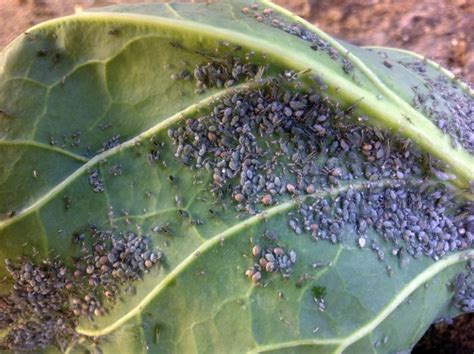 Unh Research Organic Pesticides Help Manage Cabbage Aphids On Brussels