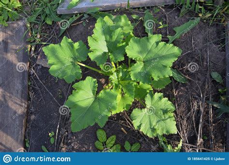 Pattypan Squash Grows In Vegetable Garden Top View On Plant With Big