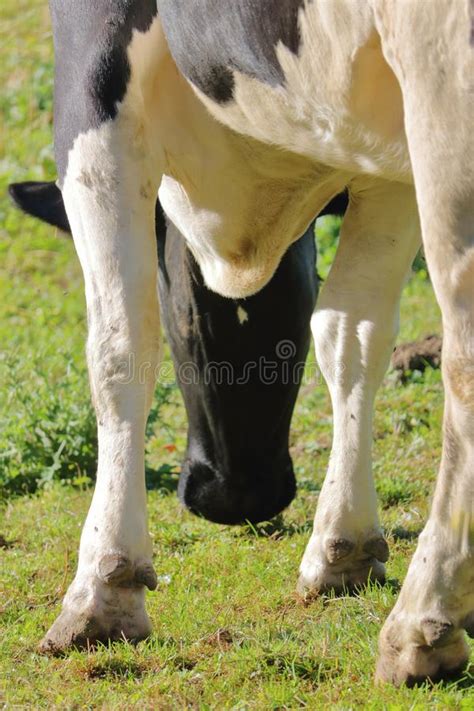 1774 Cow Hooves Photos Free And Royalty Free Stock Photos From Dreamstime