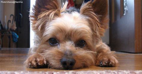 Top 10 Hypoallergenic Dogs For People With Allergies The Animal