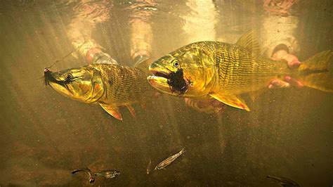 Casare River, Bolivia Fly Fishing Excursion for Golden Dorado » Got Fishing