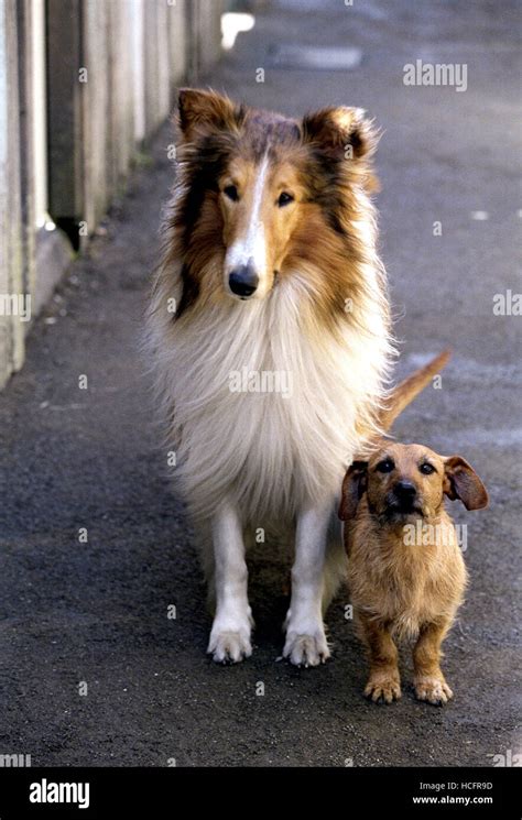 Lassie Lassie Left 2005 ©roadside Attractionscourtesy Everett