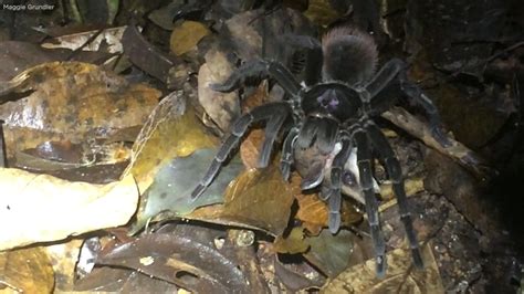 Dinner Plate Sized Spider Captures Next Meal An Opossum In Peruvian