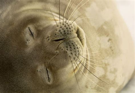 Seal Hd Wallpapers Free Download ~ Hd Wallpapers