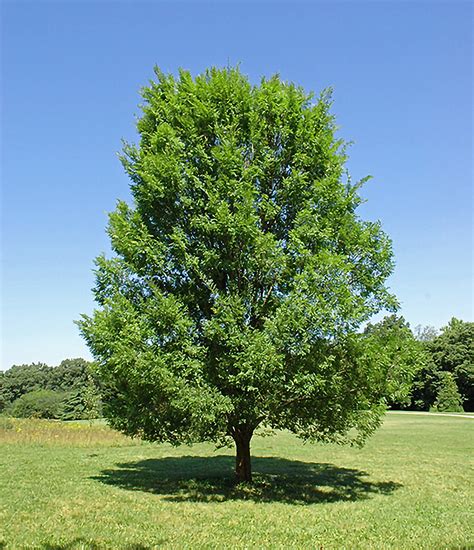 Allee Lacebark Elm — Affordable Trees