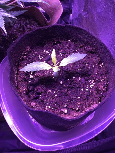 Auto Seeds Pineapple Punch Grow Diary Journal Week2 By