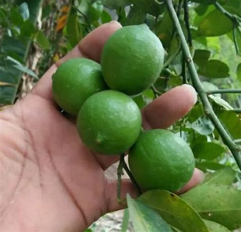 Export Quality Lemon At Rs 30kilogram Zingiber Officinale In