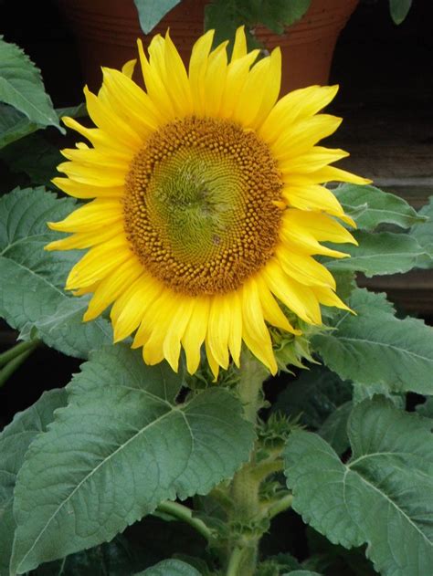 Dscf Artist Plants Sunflower