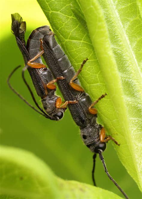 A Bugs Kama Sutra 10 Sex Positions To Try If Youre An