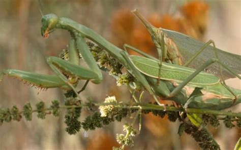 Descubre Las Características Y Cuidados De La Mantis Religiosa En Chile