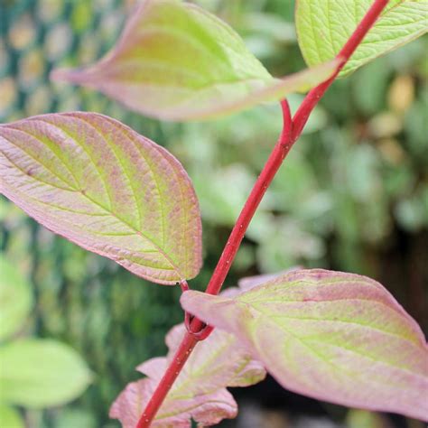 Some of the brightly coloured japanese maples change colour with the seasons, whilst some of the flowering cherry trees with their dark purple leaves produce beautiful spring flowers. Cornus alba hedging | Red-Barked Dogwood hedge plants Red