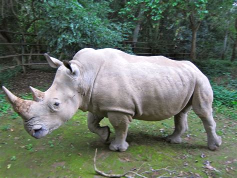 The White Rhino Animal Facts And New Photos The Wildlife