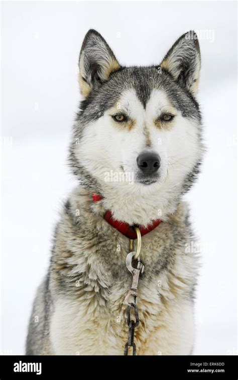 Siberian Husky Portrait Stock Photo Alamy